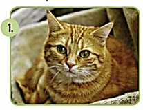 gato