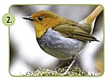 pajaro