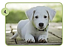 perro